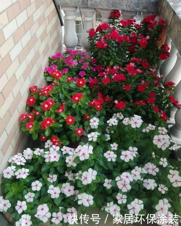 老桩|阳台养花,不用养贵的,3种“土气”花,开花“高贵”又热闹