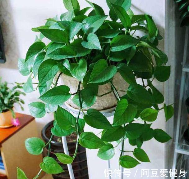 想要夏季养花,用作装饰阳台?盆栽它们,一眼望去美不胜收