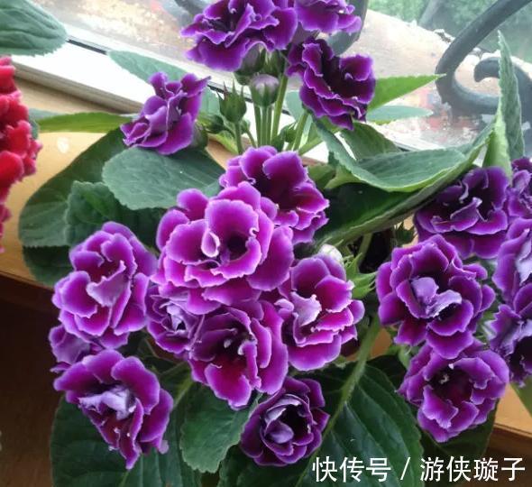 金钟|9种“勤劳花”,别名“天天开”,365天花不断,也不怕累坏了