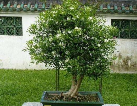 “九里香”枝干美丽,芳香四溢,但养护时要注意“3个细节”