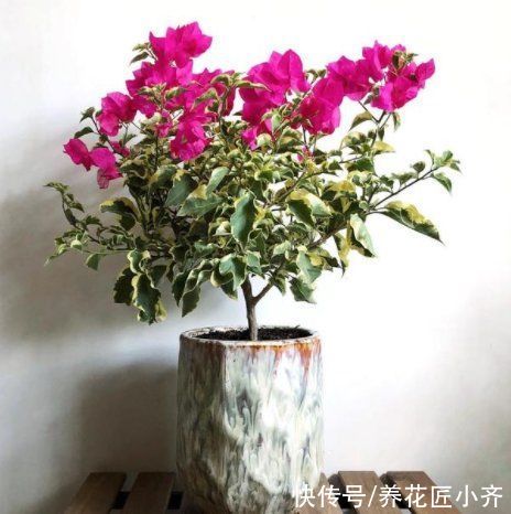 三角梅|如果三角梅变成光杆，4个原因会引起落叶，遇到用点技巧就能恢复