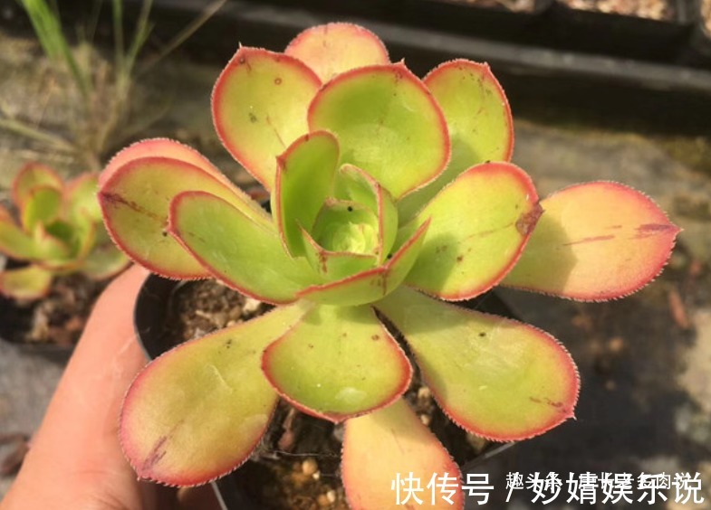 能长2米以上的多肉见过没有?那就是法师中的巨无霸——艳姿法师