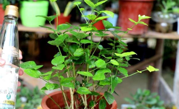 没有肥料养花,拿3样东西自制,操作简单,还能解决花钱问题
