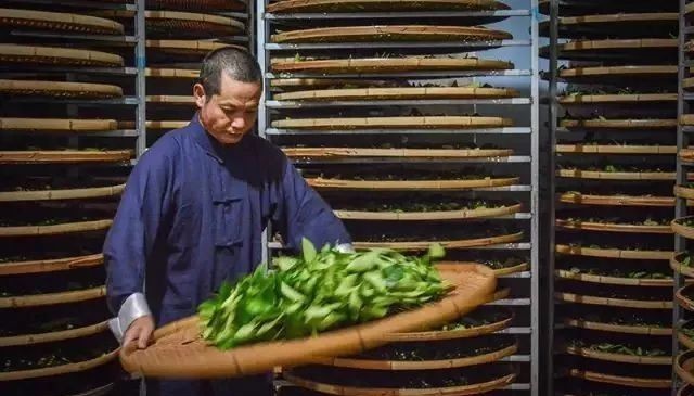 乌龙茶|高山漳平水仙,非遗传承人让你体验“乌龙茶小姐”的风韵