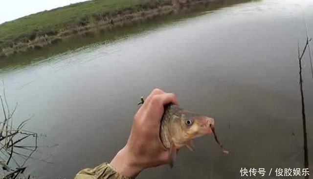 野钓不上鱼那是因为用饵不对,我从三个方面,分享几种钓饵