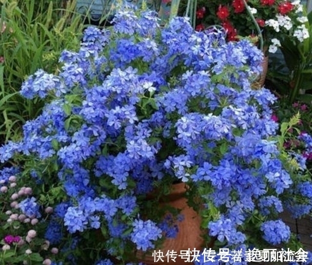 花海|这5种花很好养,浇水就行,有阳光就爆花,阳台变花海!