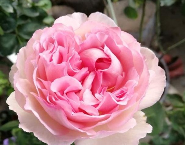 月季施肥有“讲究”,学会这“3要”,长势旺,花苞超多,花期长