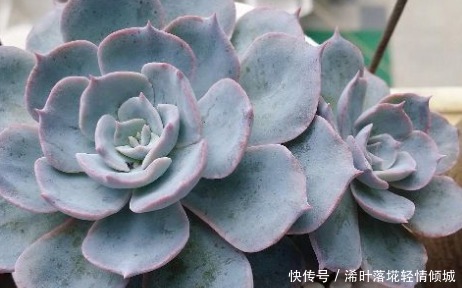 新手|新手养花,不如养盆花中精品“紫玉玫瑰”,花开妖娆,赏心悦目