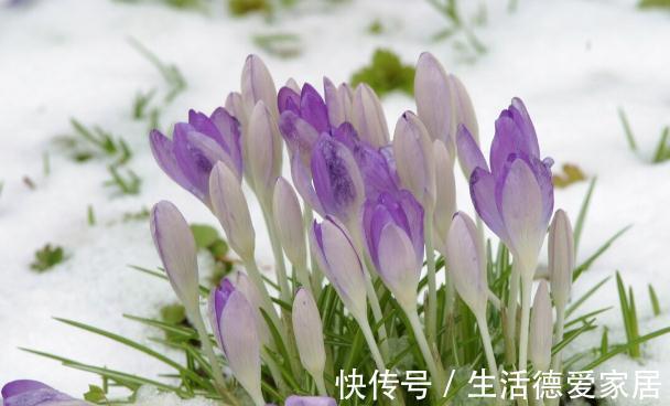 0度以下能开花的10种花草,最适合秋冬季节养,你家有没有?