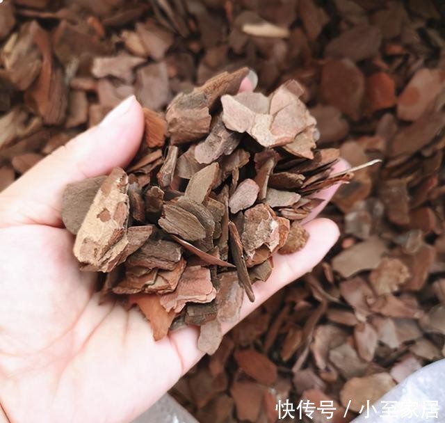 君子兰|“烂土”养君子兰?3种“废物”烫一烫,好营养,养花一级棒