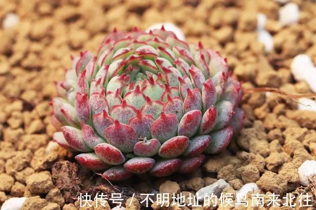 60种多肉图鉴及养护要点，1分钟学会，超全超实用！