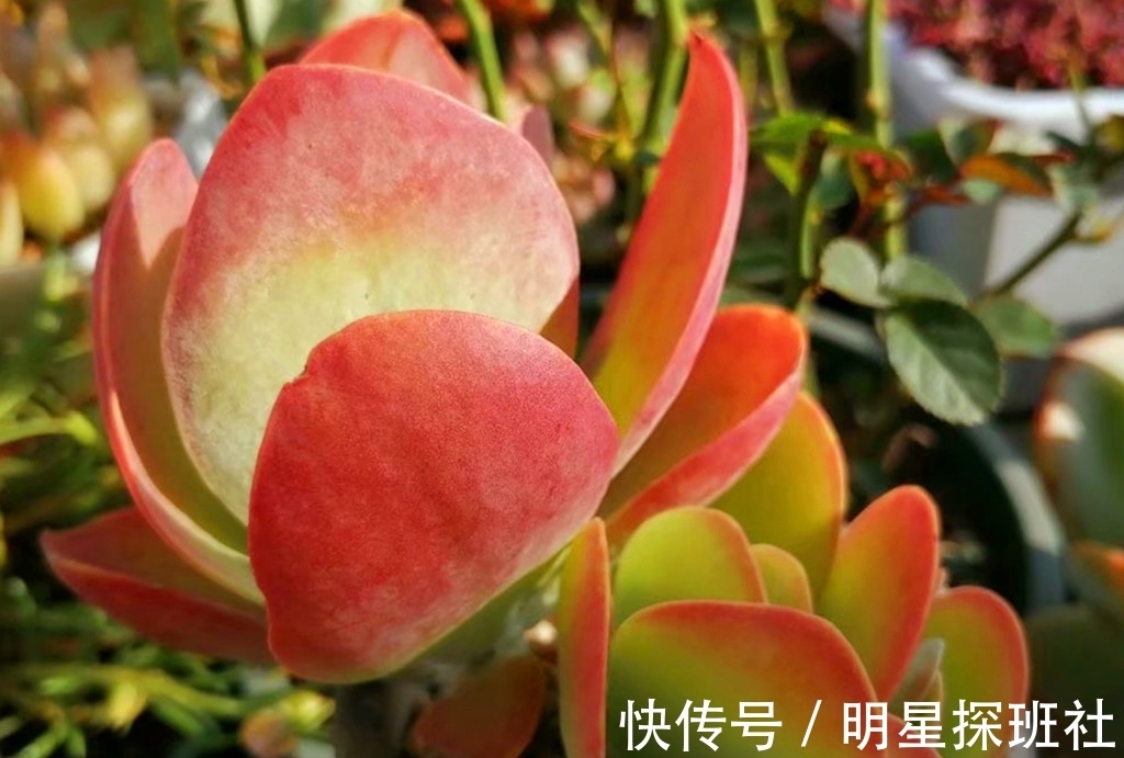 蓝豆|6种多肉秋天施点肥,爆头又上色,但有两类多肉秋天也不适合施肥