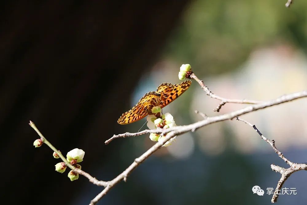 梅花|快看！濛洲公园的梅花开了