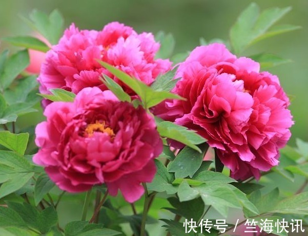 养牡丹花,满足它的“小癖好”,花开上百朵,分分钟养“爆盆”