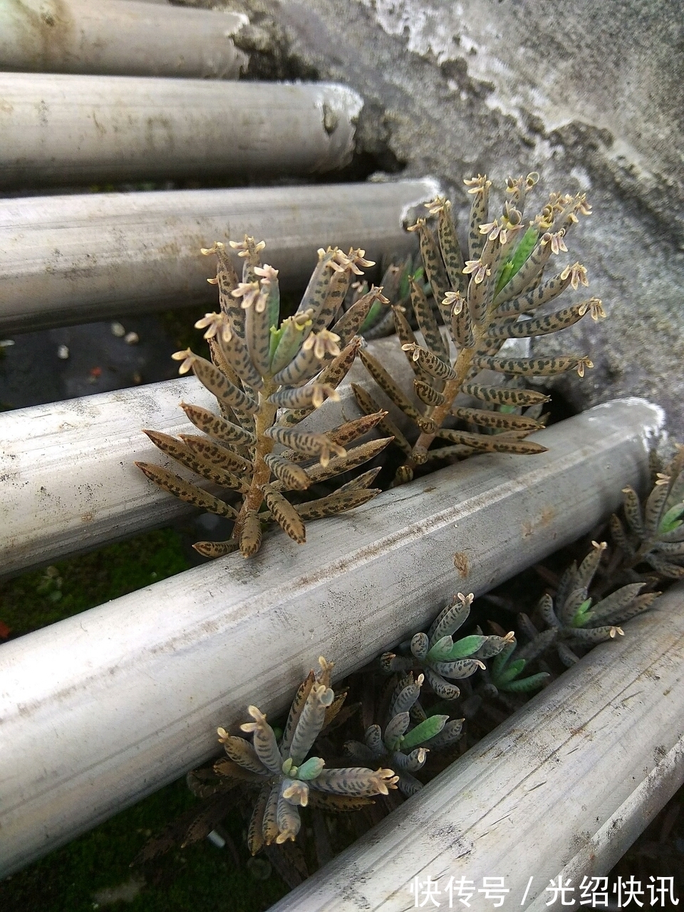 水葫芦|家庭养6种花“要当心”，容易出现“生物入侵”，天天起来要清理