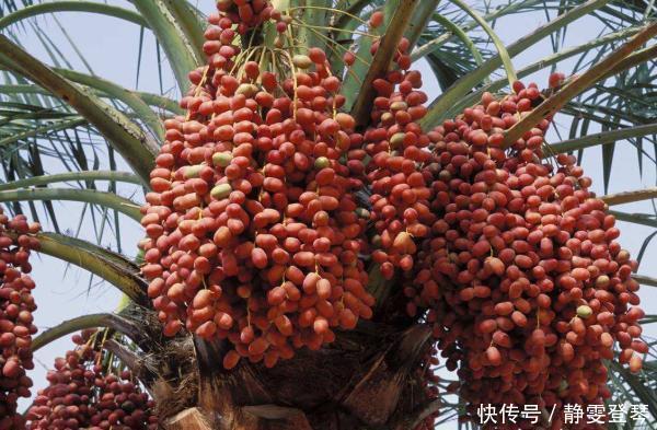 我国这一平价水果,在迪拜却成了“土豪专供”,一般人真就吃不起