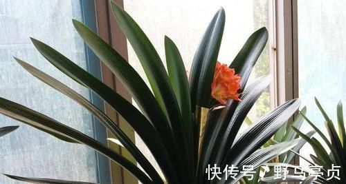 光照|君子兰喜欢1种肥，盆土里挖洞埋一点，叶子比花美！