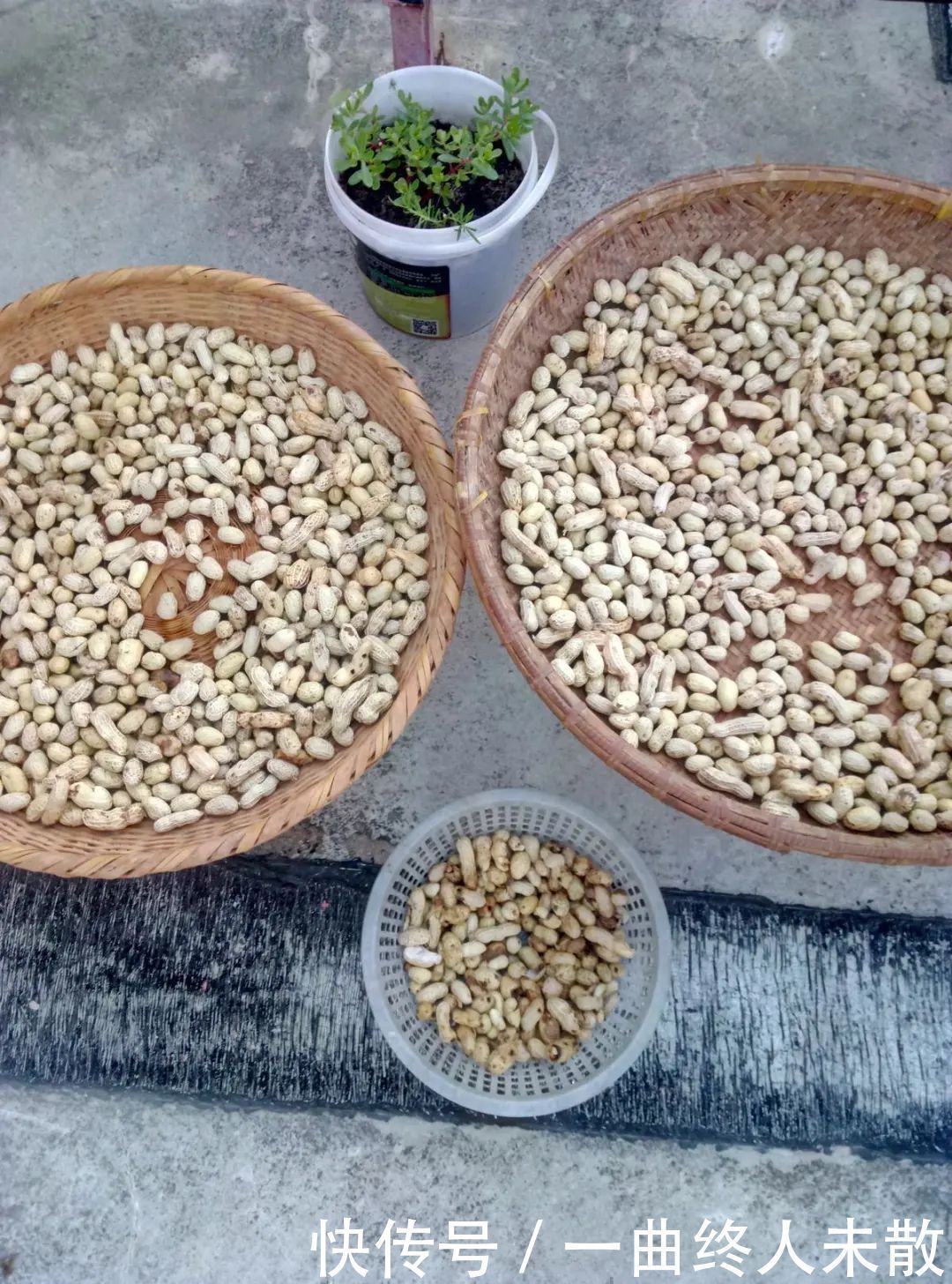 养花技巧1粒花生丢水里,比绿萝好看100倍,沤肥又能做菜