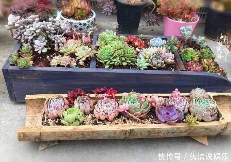 多肉遇上枯木木花盆，姑娘自己造！