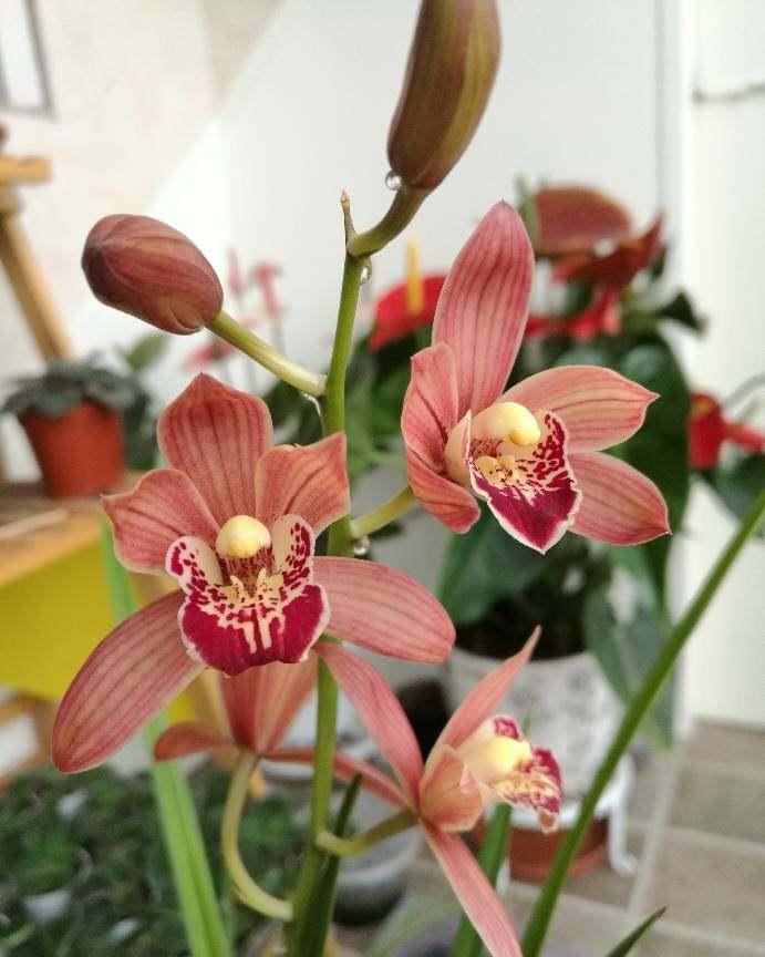 你还在花钱买兰花，农村山里的兰花漂亮又好养，全年都开花