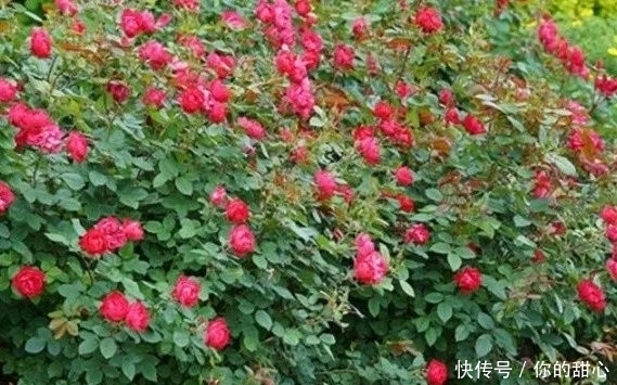 真宙|什么样的月季算优秀?盘点一下我种过的优秀月季