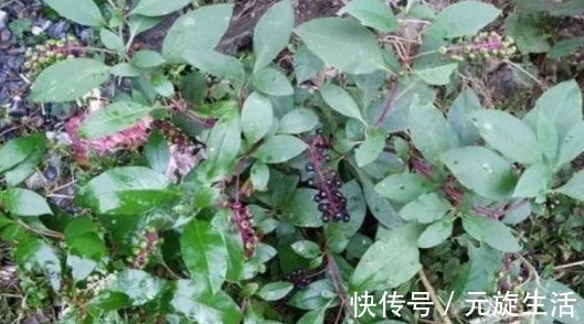 野草|它是农村的一种野草,价值珍贵,这是一种民间草药