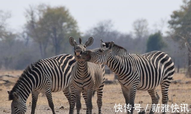 |搞笑野生动物摄影奖：从2015到2021年最全照片，看完只剩哈哈了