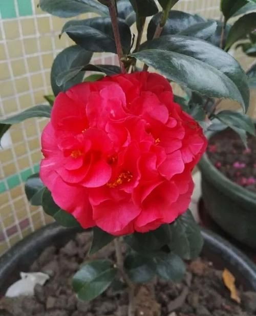  露养|适合新手养的茶花“克瑞墨”，花色艳丽，香味扑鼻，东北也能露养