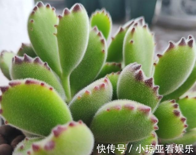 肥厚|养好熊童子不简单，做对以下这四件事，叶片肥厚又饱满