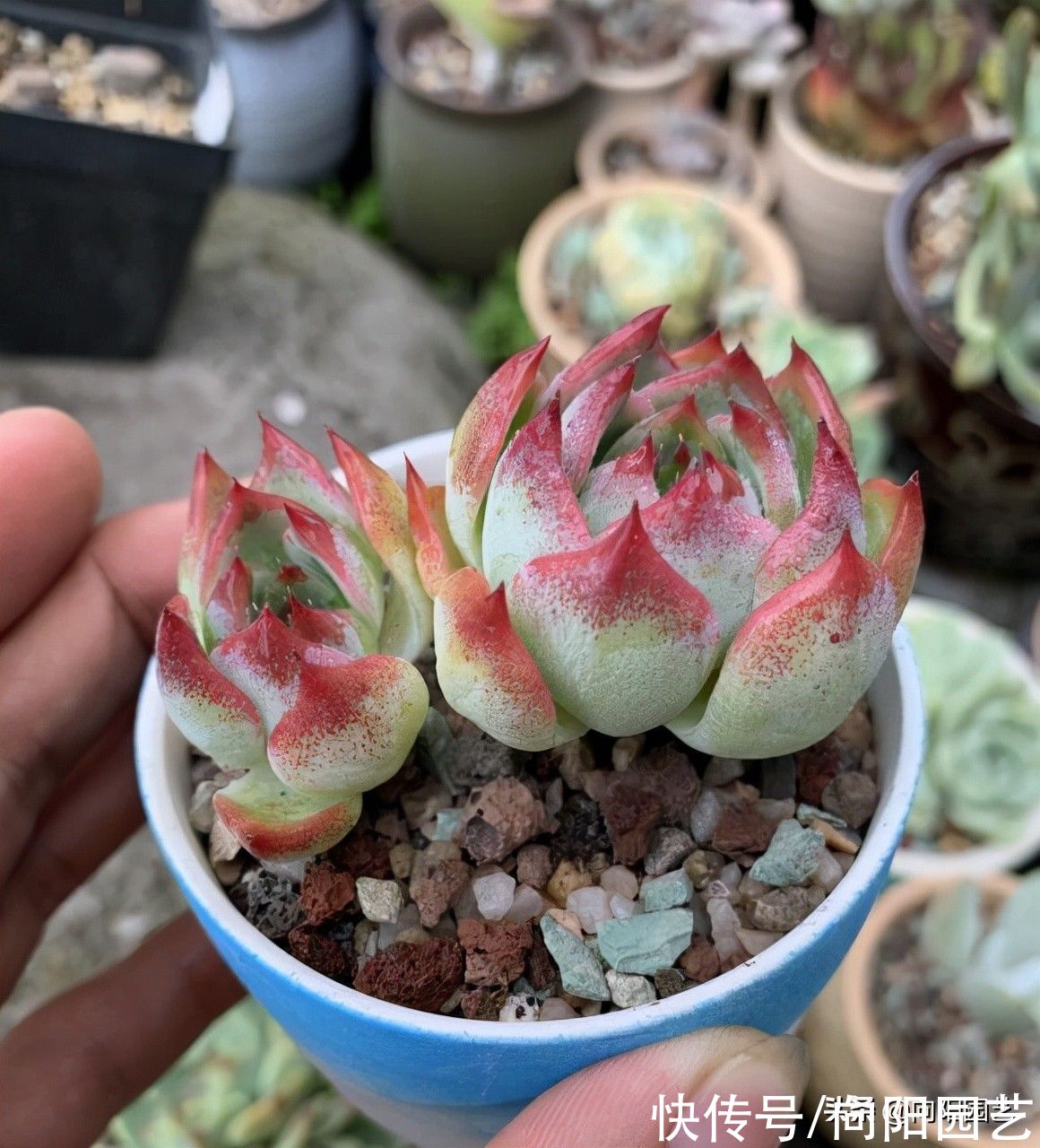 养多肉，没那么多事，少去管它，靠天吃饭，也能养出好状态