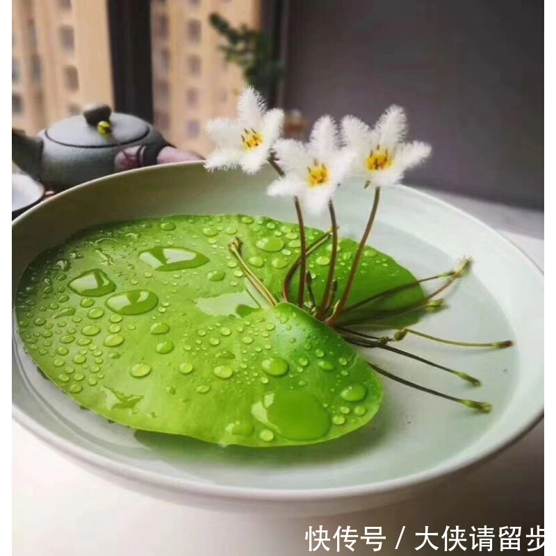 “人养花三年，花养人一生！”家居盆花100种，总有几款你喜欢