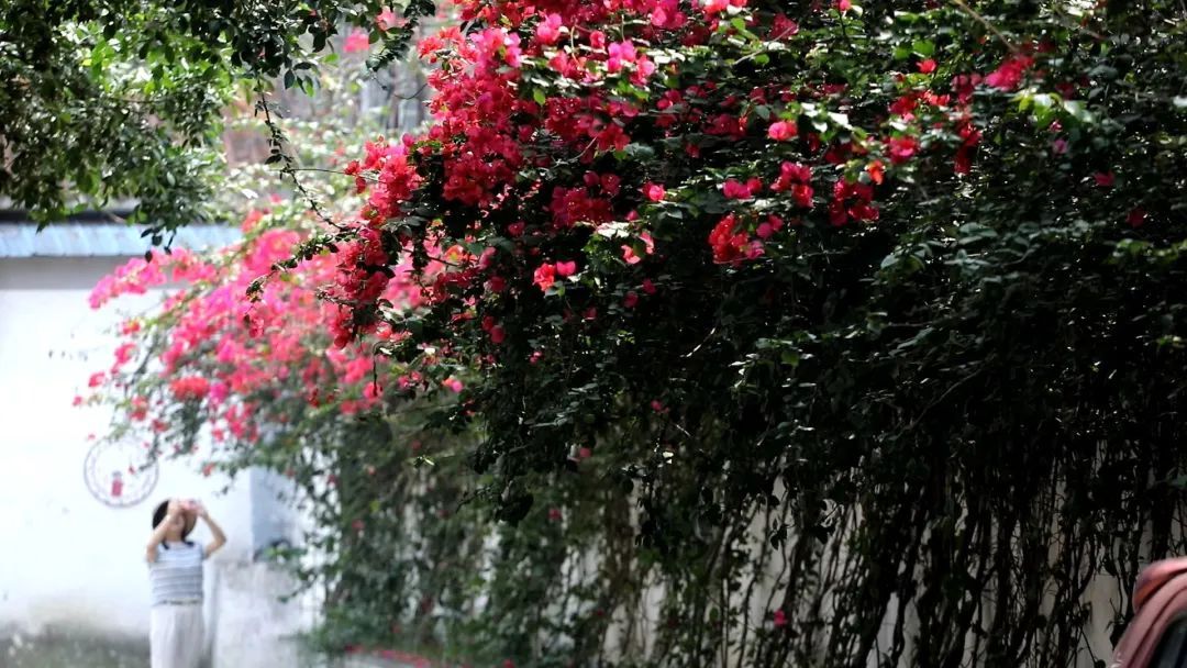 什邡|靓丽！什邡街头的夏日美景！