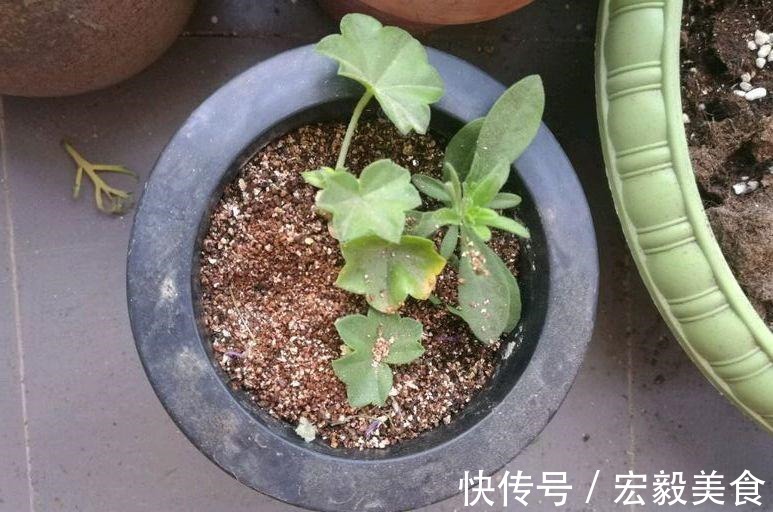 天竺葵|3种懒人扦插法,插啥都活,大白根蹭蹭冒!