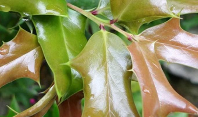 枸骨果|这树叶,也是一味中药,泡茶代饮,抗菌消炎、祛风湿