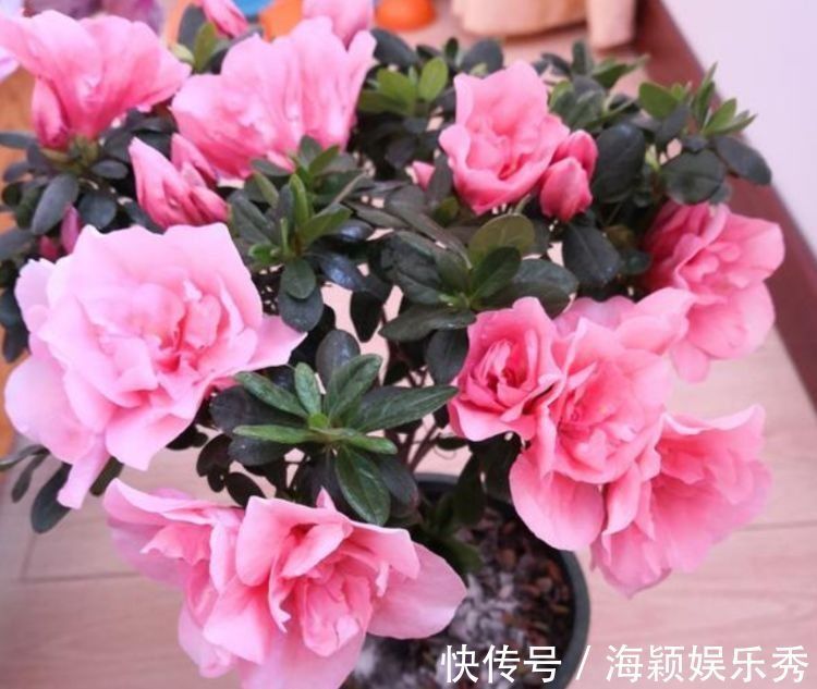 此款花卉,花艳易爆盆,开花幽香暗淡,养盆放阳台美极了