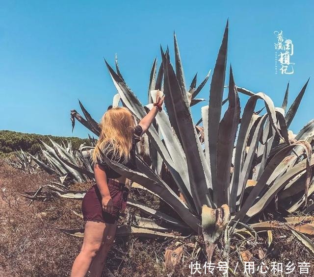 原以为龙舌兰是小家碧玉,没想到竟然可以长这么高!