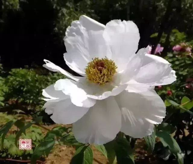 珊瑚台|牡丹盛开!盛况空前,绝对罕见,太美太漂亮了!