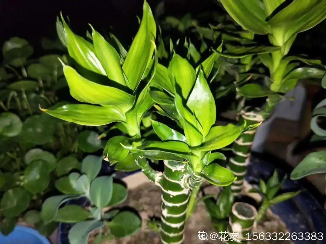 叶子|20种花，天凉了赶紧剪，来年开花有多又艳！