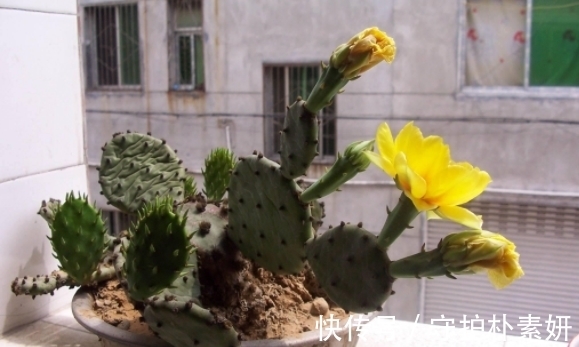 烟丝制成的水溶液,拿来养花有什么意义?