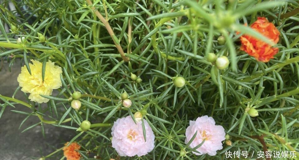 枝条|夏天“最适合”扦插3种花，10天生根，养2个月就能变“花海”