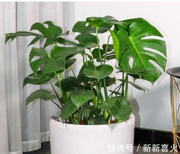 3种旺运花，吉祥添富贵，镇宅又旺财，净化空气助睡眠！