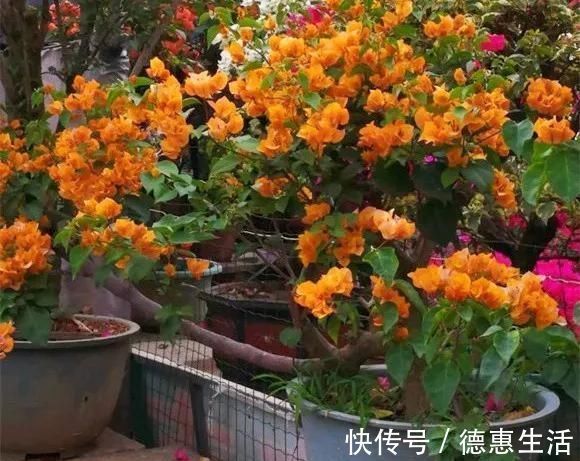 这16种花冬天越浇越死,3个月不管,反而长高个