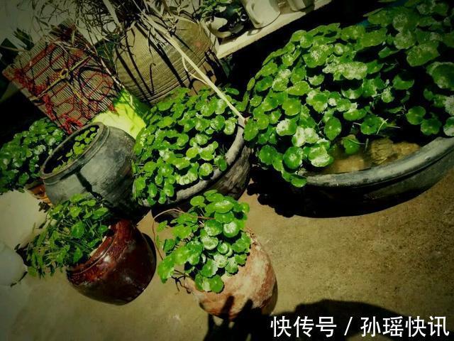 铜钱草又黄又瘦小掌握3个技巧，叶子肥绿，满盆大铜钱