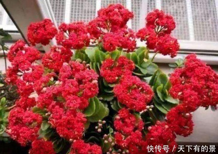 超漂亮的4种花,好养又漂亮,开成花球,一开就停不下来