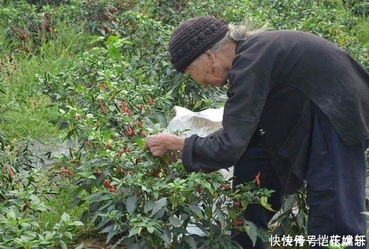 农村最常见的菜，叶子却少有人吃，殊不知含钙高，做腌菜味道绝佳