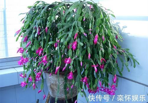 技巧|秋季如何养蟹爪兰,冬日才能花繁叶茂抓住3小技巧就够了