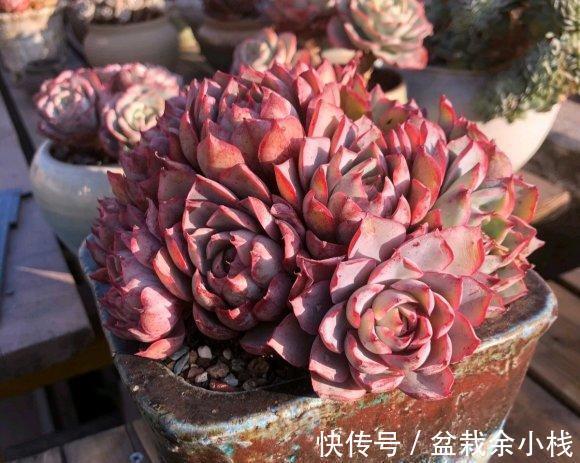 多肉植物|贪小便宜吃大亏,买多肉也是如此,不要挑便宜的买,品种最重要
