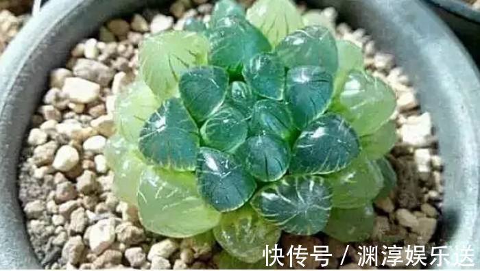 矿泉水瓶有“大作用”,10个“用法”最经典,可以种豆芽、养花