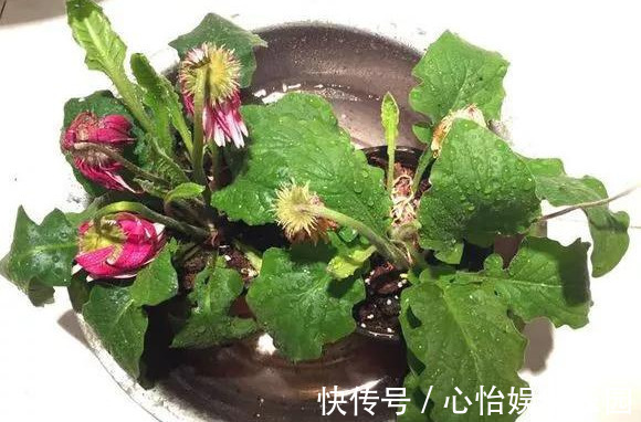 老桩|路边一堆“名贵花”,丢人也要捡,捡回家养2个月就开花!