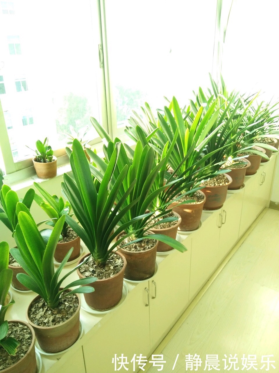 他养花10年,一盆君子兰养了4年,满盆都是“肉虫子”,秘诀有3个